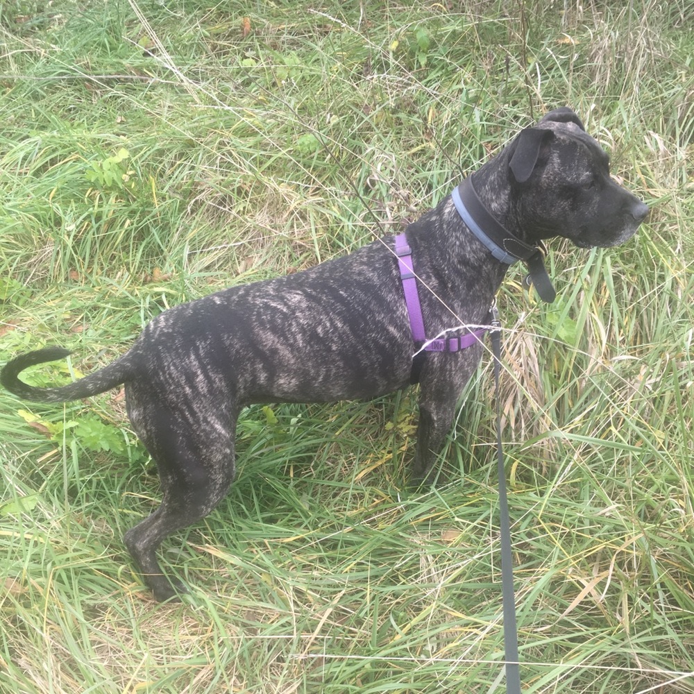 Meet your Posher, Kain